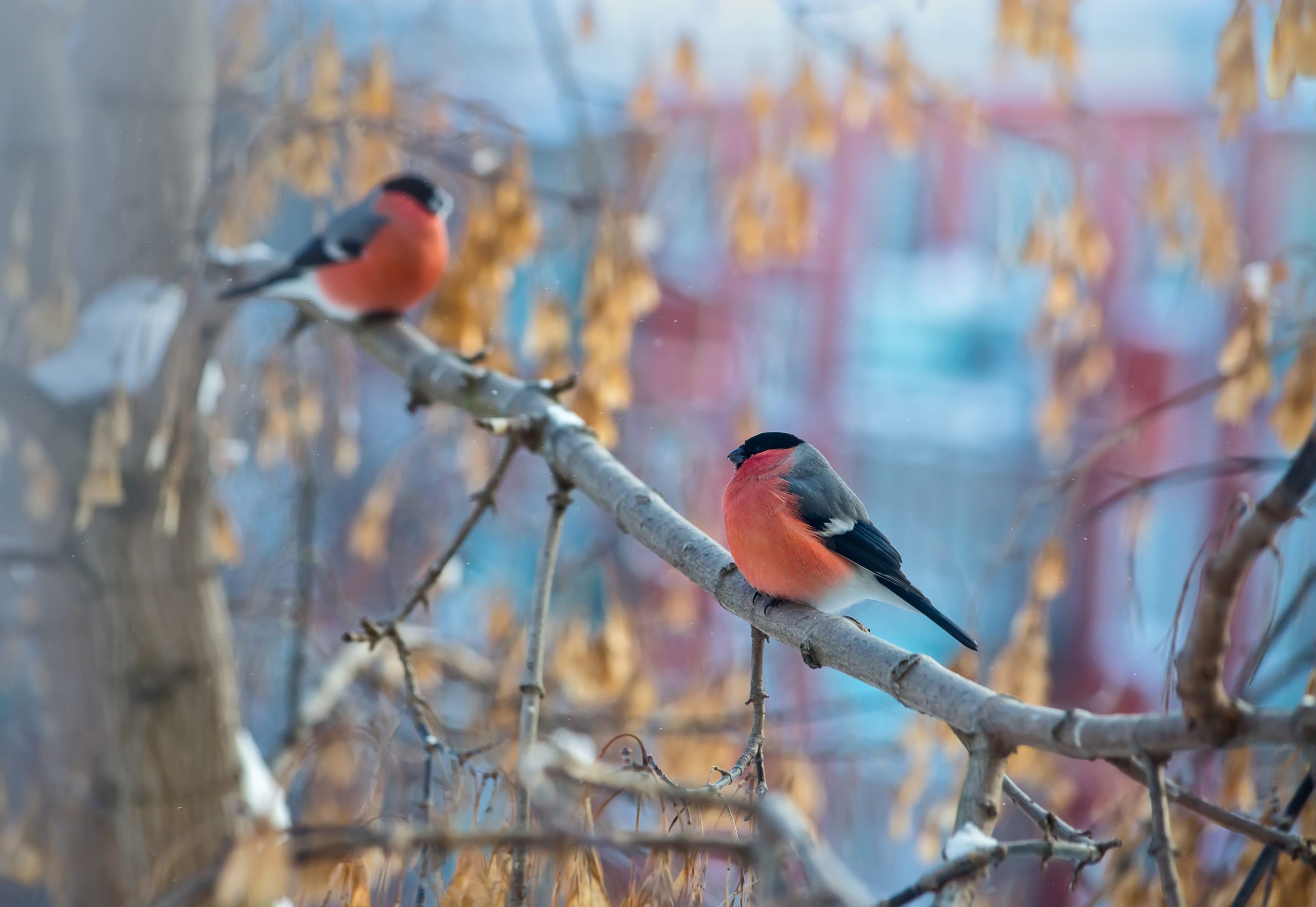 meer vogels in de tuin