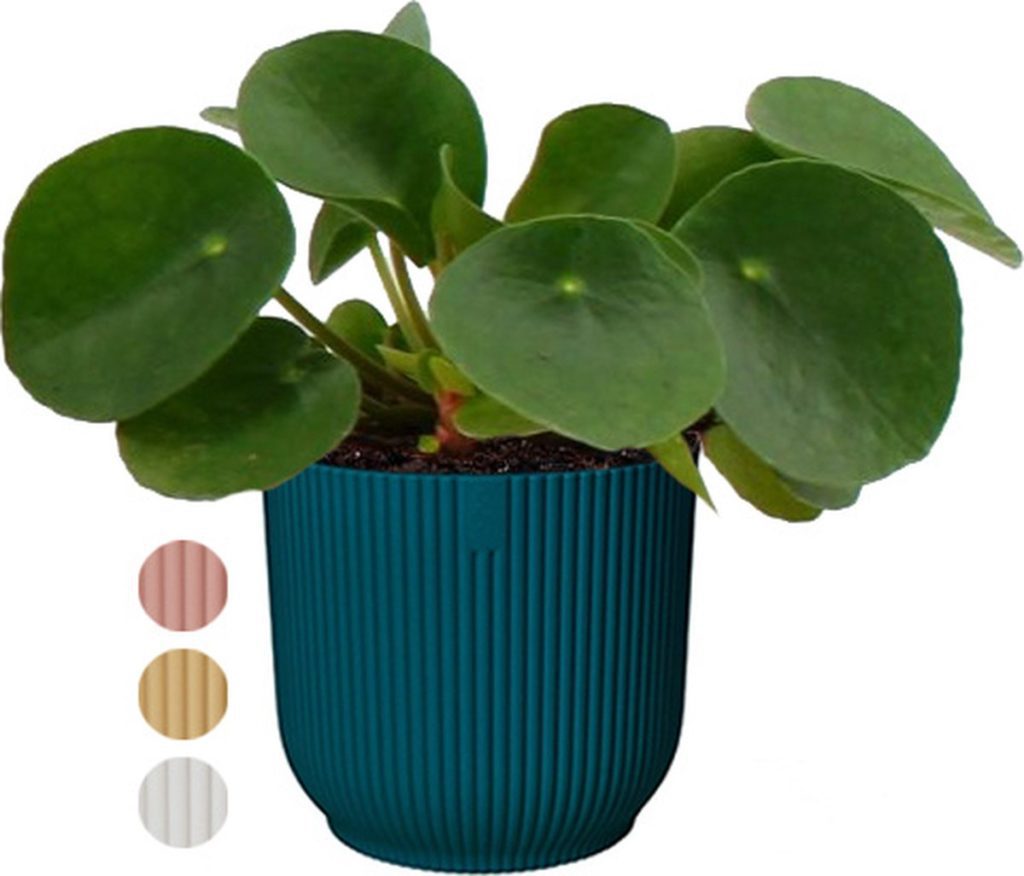 Groene kamerplant Pannenkoekplant