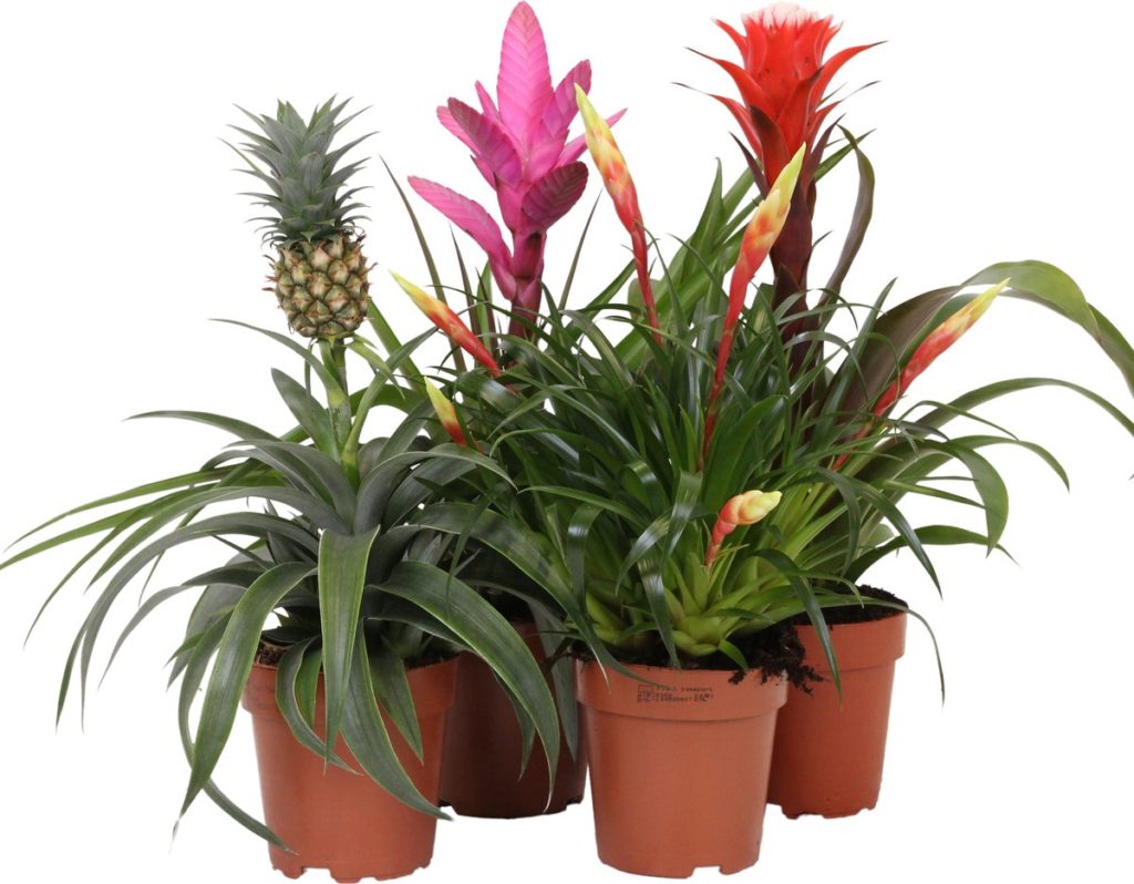 Makkelijke kamerplant Sierananas