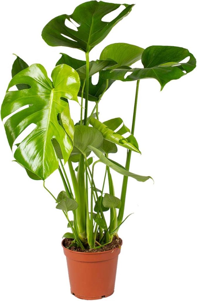 Makkelijke kamerplanten Philodendron Monstera Deliciosa