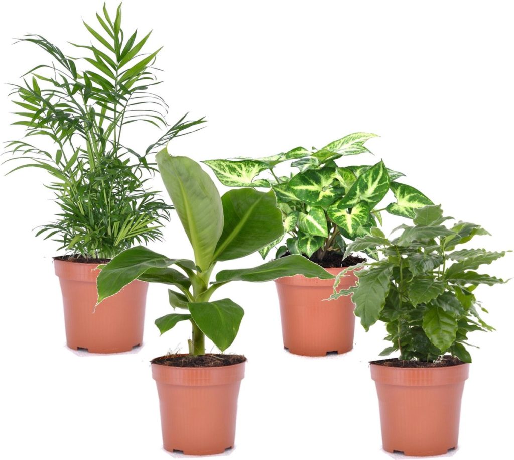duurzaam interieur - plant