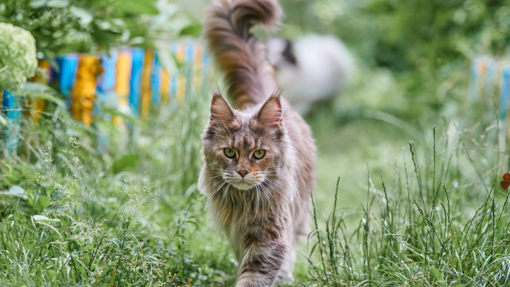 Kattenverjager zonne-energie