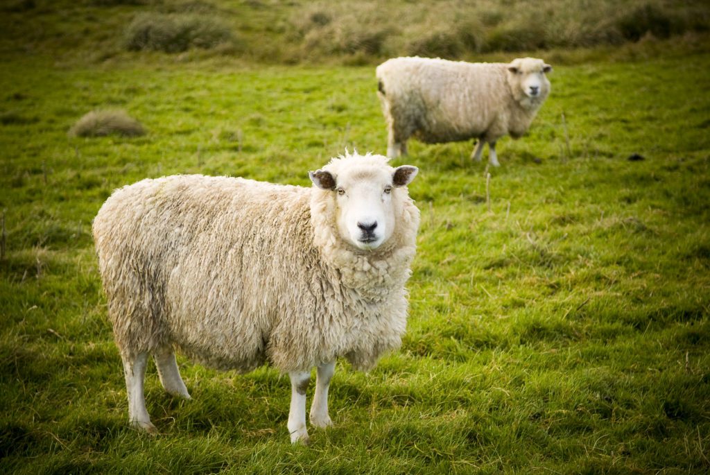 vegan koken - schaap