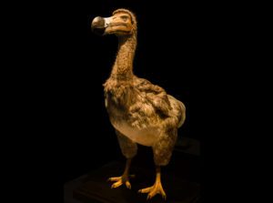 dodo